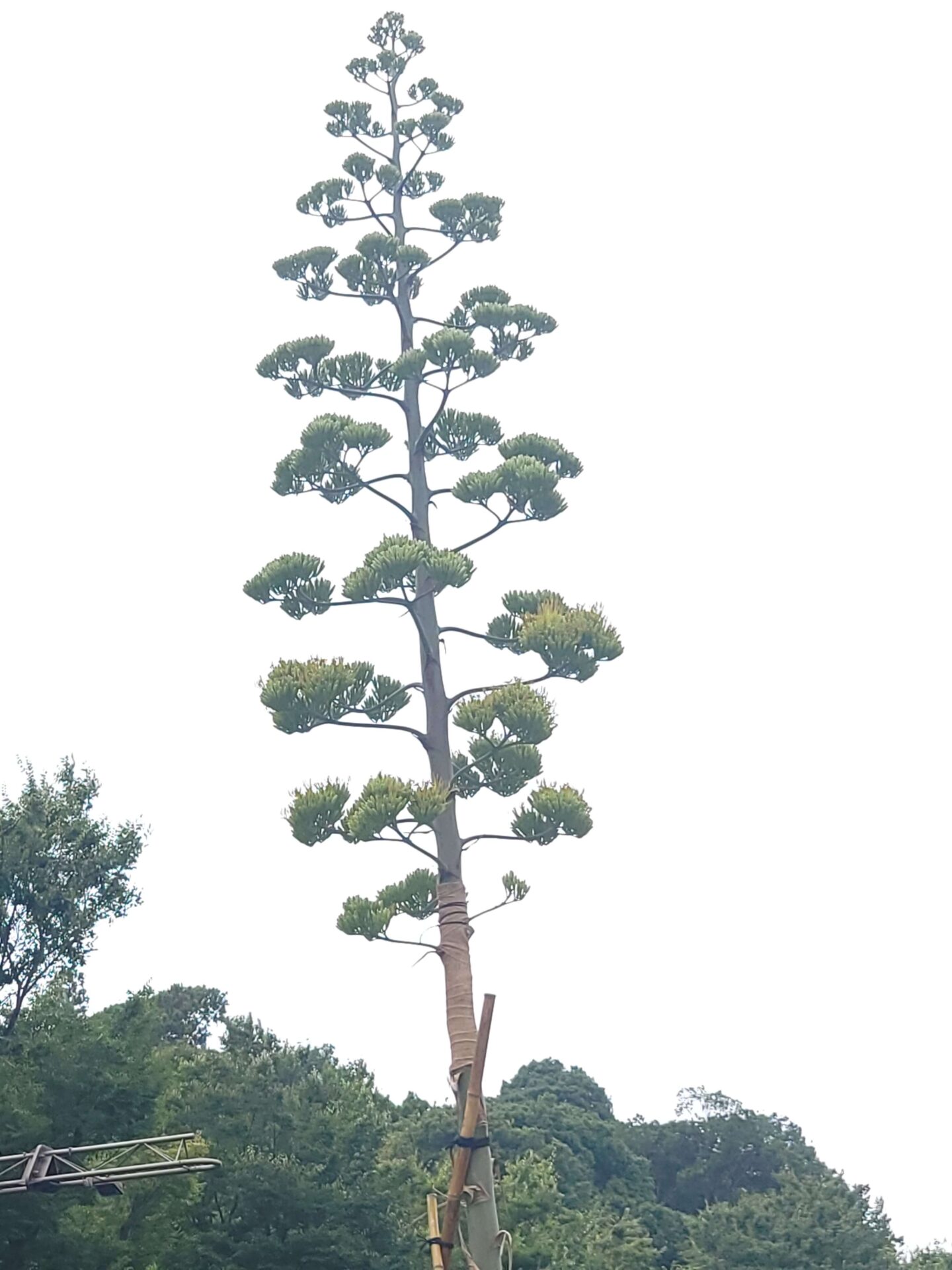 上永谷のリュウゼツランはもう咲いた?現在の開花状況を解説