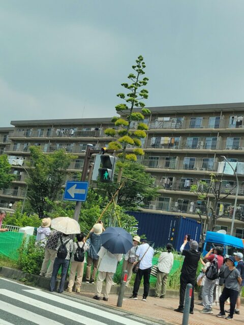 上永谷のリュウゼツランはもう咲いた?現在の開花状況を解説