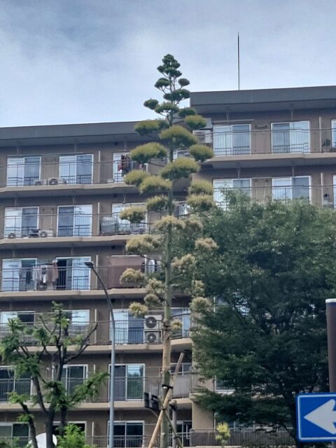 上永谷のリュウゼツラン今日の開花状況！咲いた後も観察