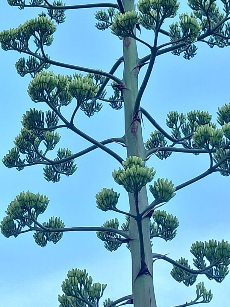 上永谷　リュウゼツラン　咲いた